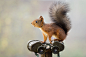 binoculars squirrel by Geert Weggen on 500px