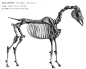 动物骨骼肌肉解剖图：狗，狮，马 1280PX[30P]A - 国外插画欣赏 FOREIGN ILLUSTRATION DESIGN - 国外设计欣赏网站 - DOOOOR.com