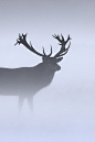 porcvpine:

Stag in Fog | Steve Mackay