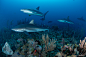 Sharks near coral reef : Sharks near coral reef. 