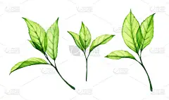 水彩茶叶子.透明的新分枝在白色上被隔离。现实的植物图解集。手绘树叶闪烁着光芒