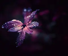 好看的雨后最美的植物图片壁纸2-ZOL桌面壁纸