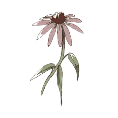 紫锥花彩色_PNG线稿素描手绘植物花水仙菊化妆品包装海报平面AI矢量设计素材