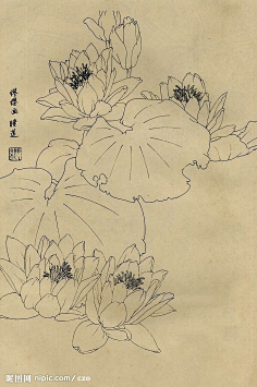 工笔画线描百花画谱