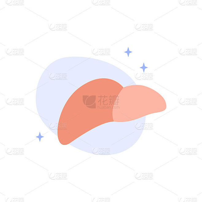 健康的肝脏。肝脏病学。矢量平面插图。完美的传单，医疗手册，横幅