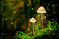 萤火虫,飘然,蘑菇,森林,秘密,暗色,波兰,自然界的状态,草,童话故事
