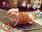 BID TOYS Kobuta Shokudou KATSU 炸猪排 | 拆盒网