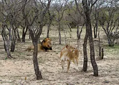 在一次狩猎旅行中，狮子在休息，母狮子在四处张望