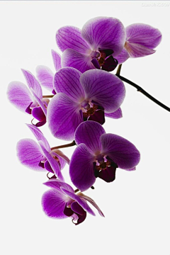 牛頭(吳朝義)采集到花香鳥語總詩情