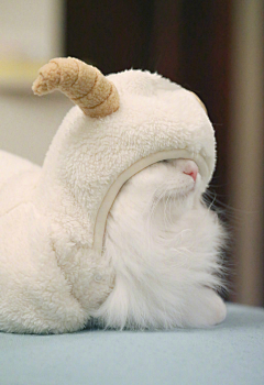 看不见下一秒采集到猫