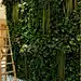 植物墙设计工厂定制：0755-89377336 QQ：2971814850