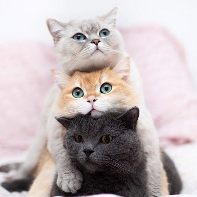 叠猫猫。。