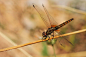 Dragonfly by Necdet Yasar on 500px