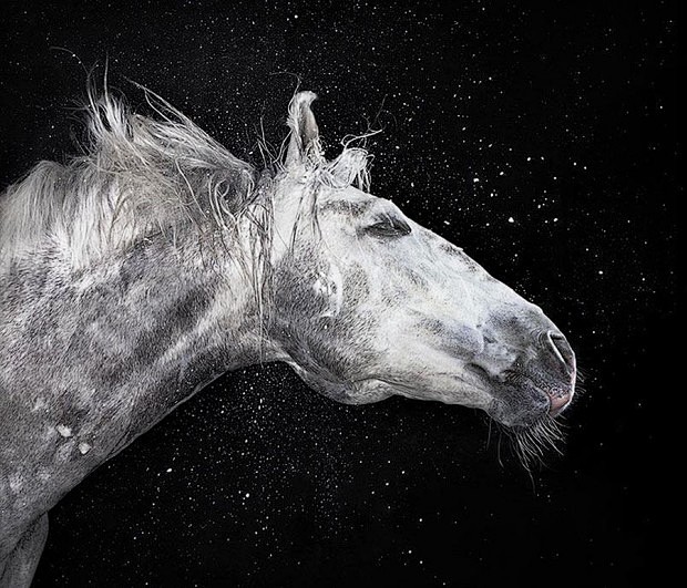 Tim Flach