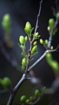 正在发芽的绿色植物24节气立春摄影图