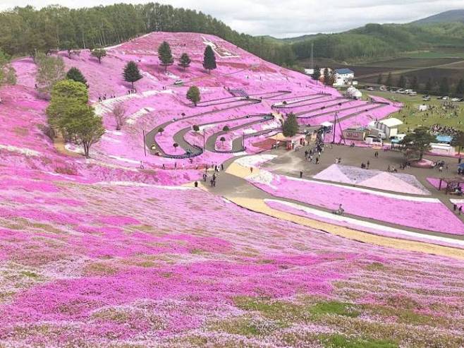 東藻琴芝桜公園 景观设计欣赏 #设计创意...