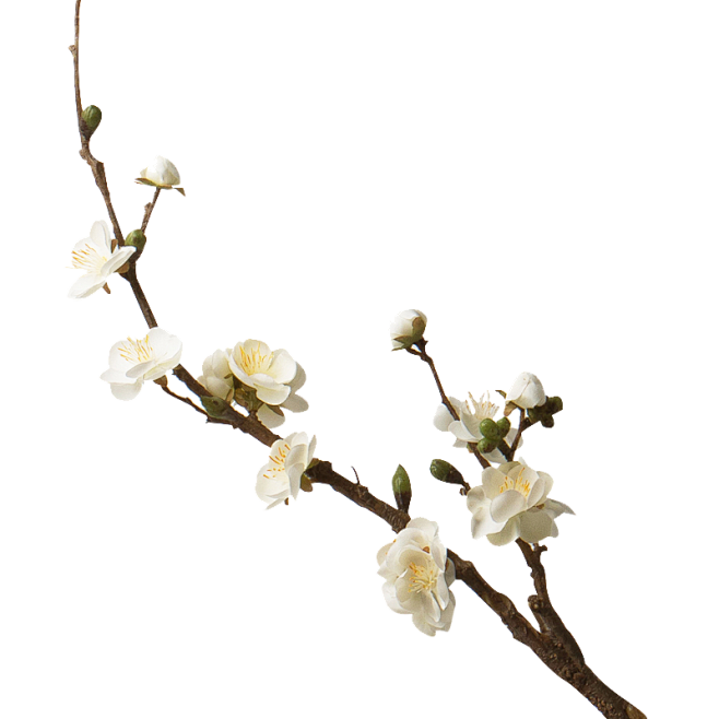 白梅花.