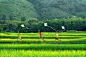 Kids running with kites at Thai green fields