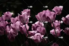 郁金香 逆光 美丽的花朵 春天 花 自然 花壁纸 开花 花卉背景