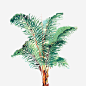蕨类棕榈树