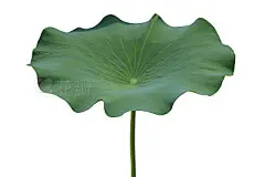 Lotus leaf