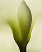 其中包括图片：Calla Lily Extreme Close Texture Plant Stock Photo 1122520892 | Shutterstock