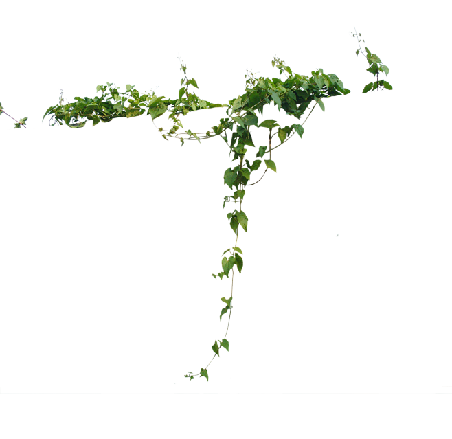 攀爬类植物 (46)