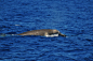 谢氏塔喙鲸 Tasmacetus shepherdi 哺乳纲 鲸目 喙鲸科 塔喙鲸属
Shepherd’s beaked whale (Tasmacetus shepherdi)