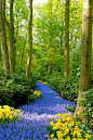 www.dearmarryme.com黄金饰品
库肯霍夫公园利瑟，荷兰，走在这样的小路…