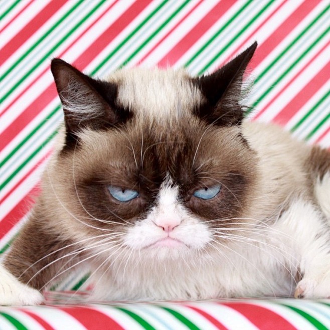 grumpycat