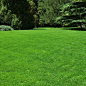   Lawn And Garden, Backyard, Gardening Tips, Garden, Outdoor Gardens, Lawn Care, Epsom Salt Garden, Lawn Sprinklers, Lawn