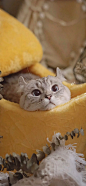 猫咪
