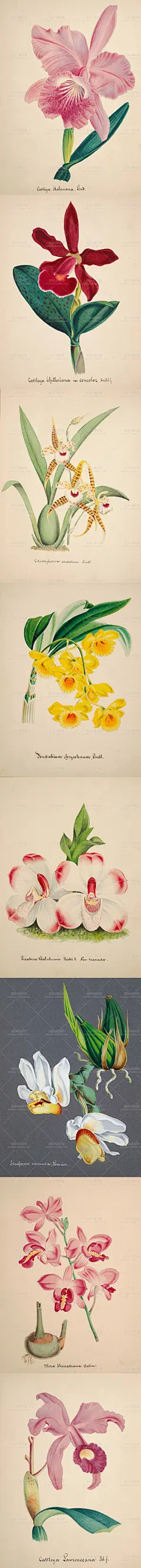 97张高清淡雅手绘兰花古典装饰插画绘画临摹素材图植物彩绘图谱-淘宝网