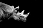 Black Rhino, Black Background : Portrait against a black background of one of the black rhinos at Chester Zoo
