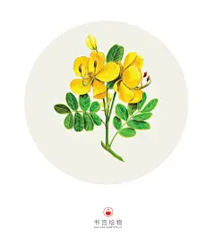 彩铅画的好是一种怎样的体验？ - 彩铅鸟类羽毛绘制及色彩的运用 - 花瓣直播