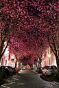 Cherry Blossom Avenue in Bonn, Germany. Photography by Marcel Bednarz
