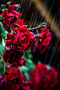  雨中的玫瑰  