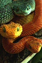 Most Beautiful Snake | Look at these beautiful snakes. - Imgur: 