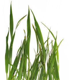 痴々回采集到花木