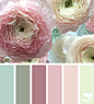 ranunculus hues