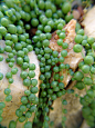 翡翠珠(Senecio rowleyanus(L.), String of Pearls(En.))又名珍珠吊兰、佛珠吊兰、翡翠珠、绿之铃、绿铃， 菊科千里光属，原产西南非干旱的亚热带地区