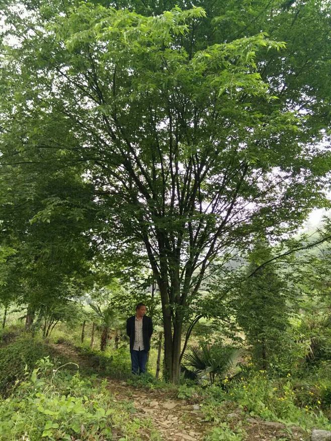 丛生青檀