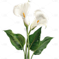 植物通用实景花朵元素素材