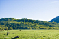 green grass field and green trees during daytime