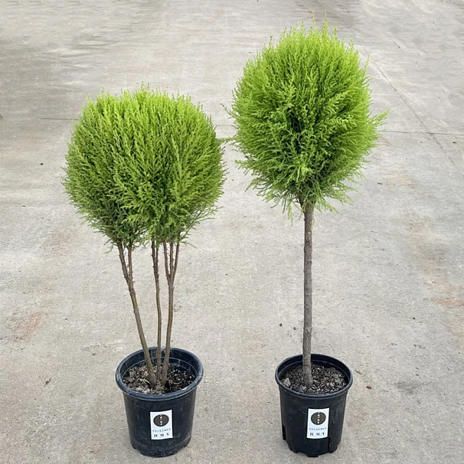 庭院树种花镜香松圣诞树盆栽大棒棒糖金冠柏耐寒游龙香松小型造型-淘宝网-花瓣网