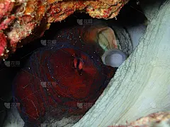 在西巴丹岛的梭鱼角，章鱼在石下休闲潜水，仙本那，塔瓦。马来西亚沙巴,。婆罗洲。