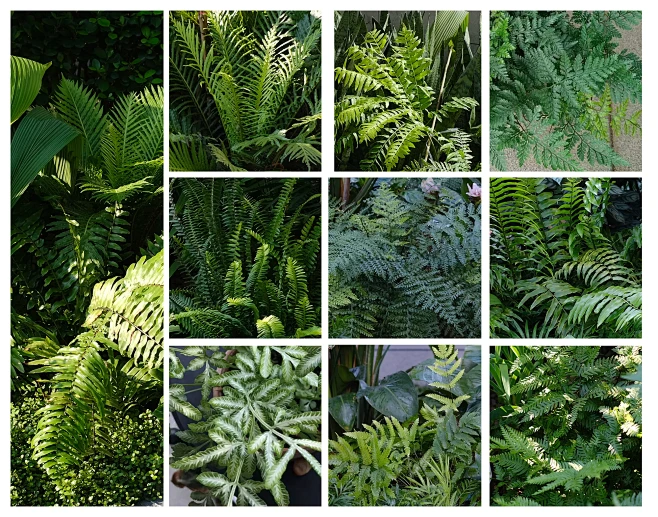 中海荔府植物营造深度分享 / 中海集团&...
