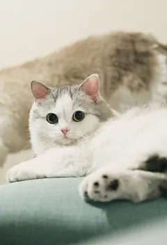 高清可爱萌猫小清新手机壁纸图片