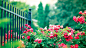 ID-927808-玫瑰花园高清大图
