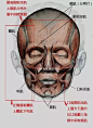 人物头部肌肉图片
